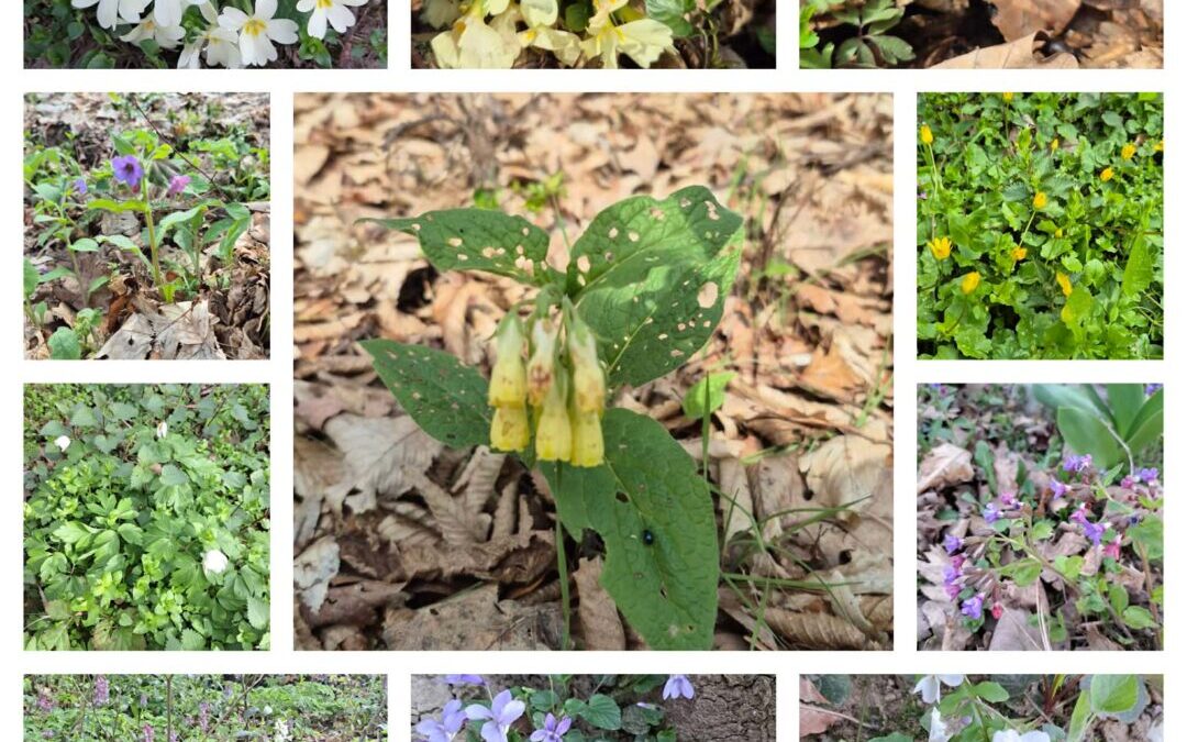 MEĐUNARODNI DAN ŠUMA